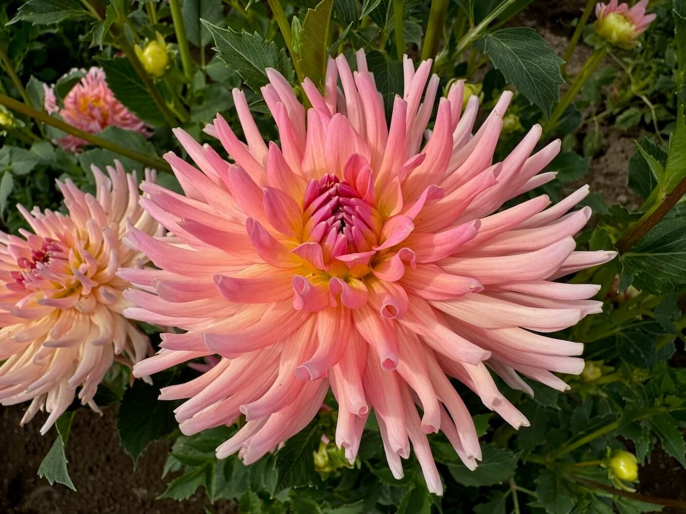 Dahlia 'Heather Marie'