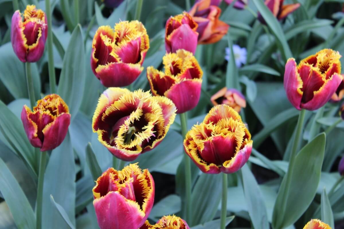 Tulip Flower Forms