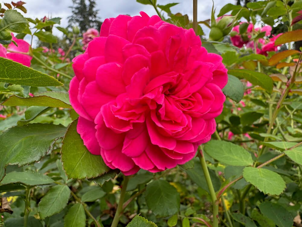 Rosa 'Sir John Betjeman'