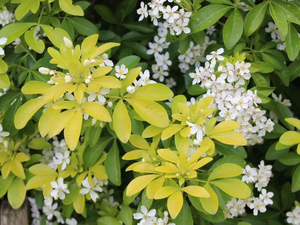 Choisya ternata 'Sundance'
