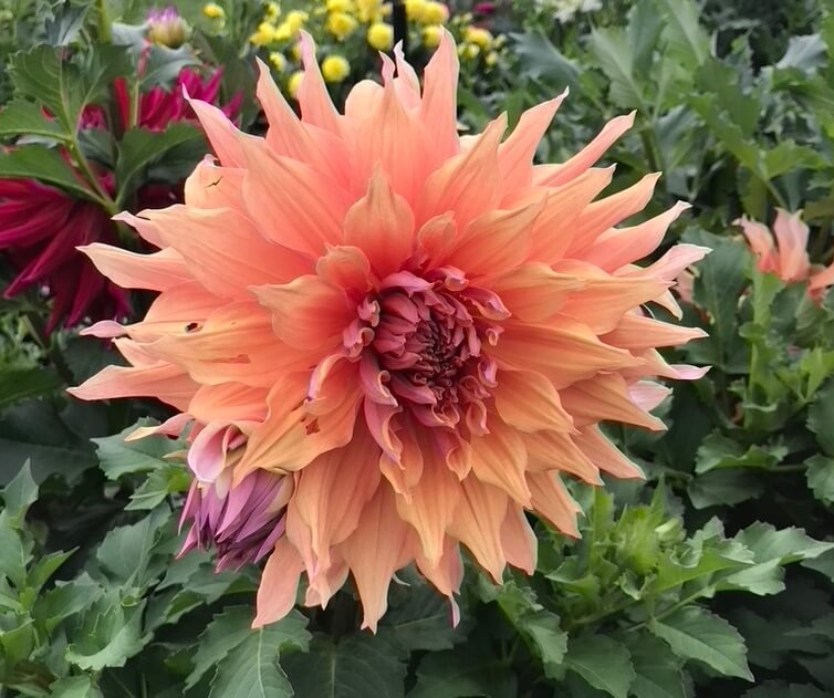 Dahlia 'Sherwood's Peach'
