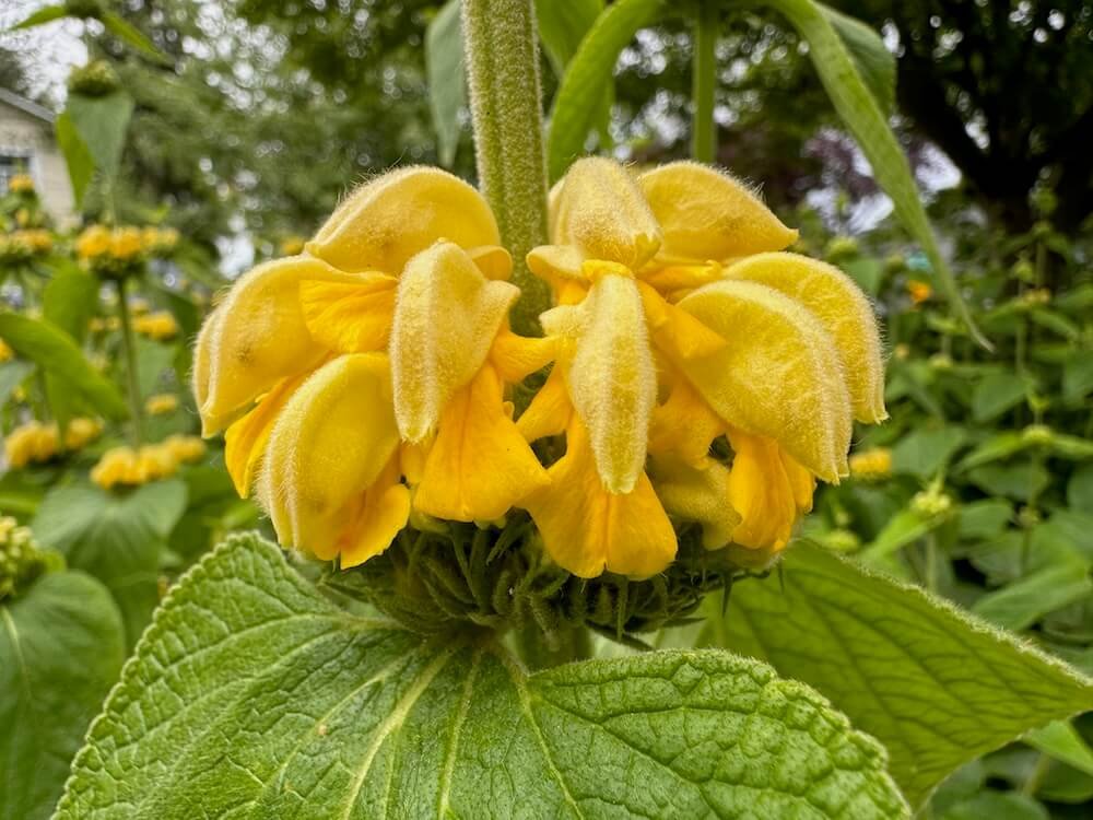 Phlomis russeliana