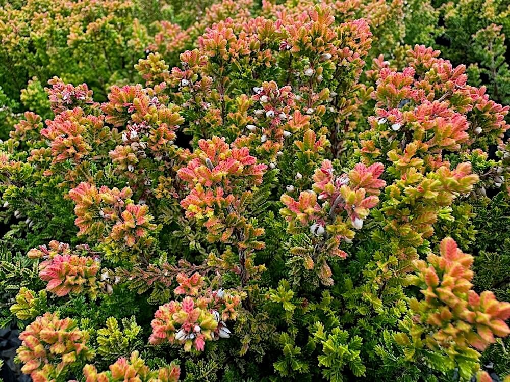 Calluna vulgaris 'Firefly'