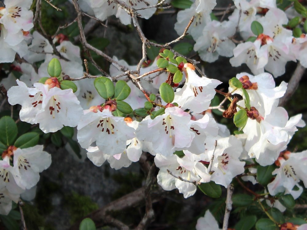 Rhododendron rigidum
