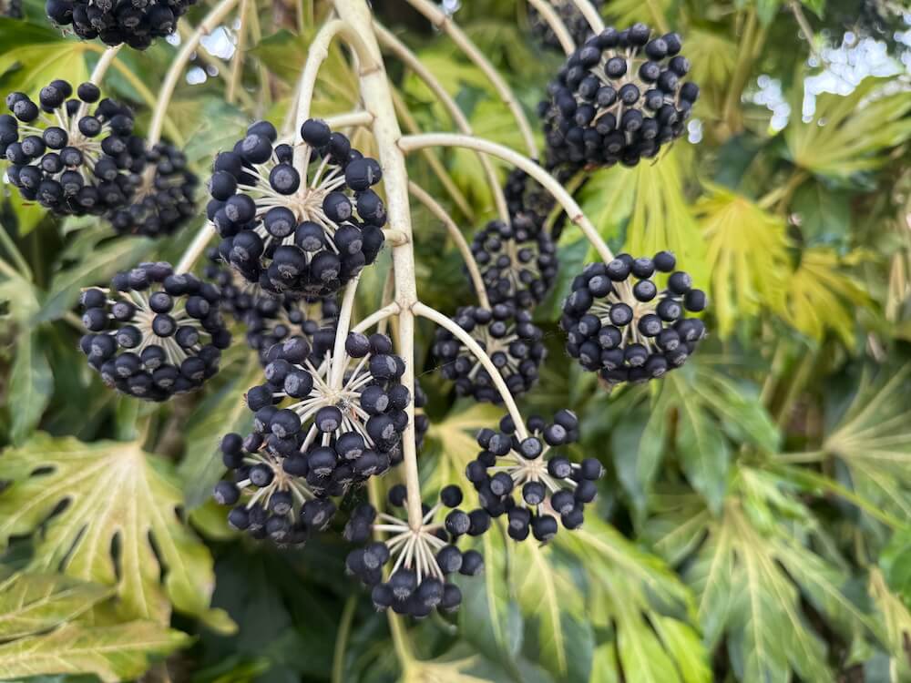 Fatsia japonica 'Variegata'