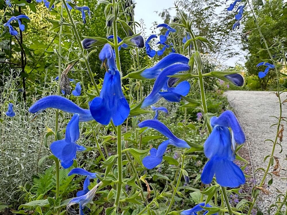 Salvia patens