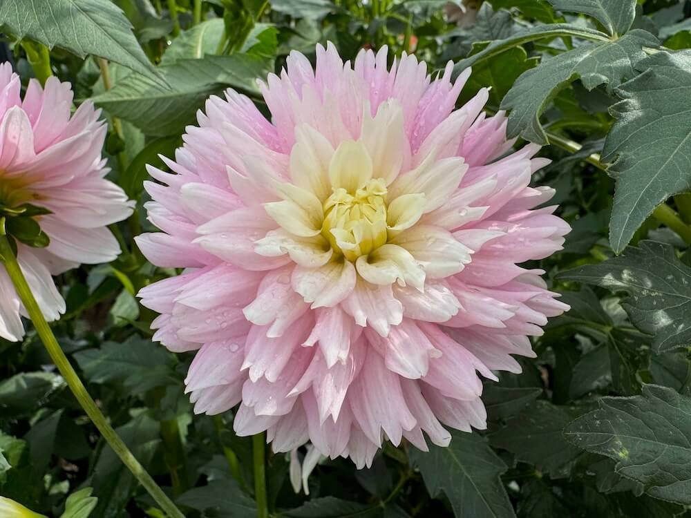 Dahlia 'Chilson's Pride'