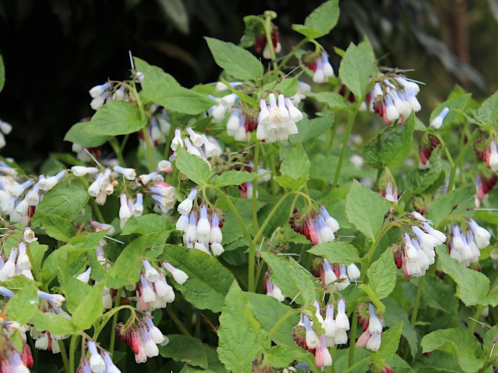 COMFREY (Symphytum)