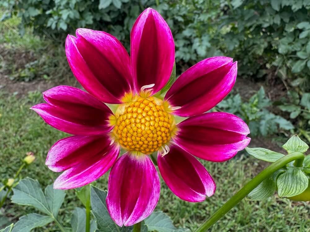 Dahlia 'Pink Rebel'