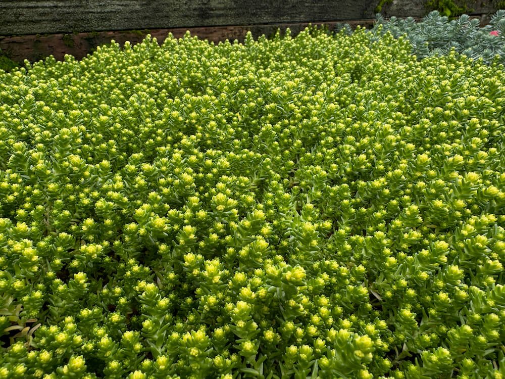 Sedum acre 'Golden Carpet'