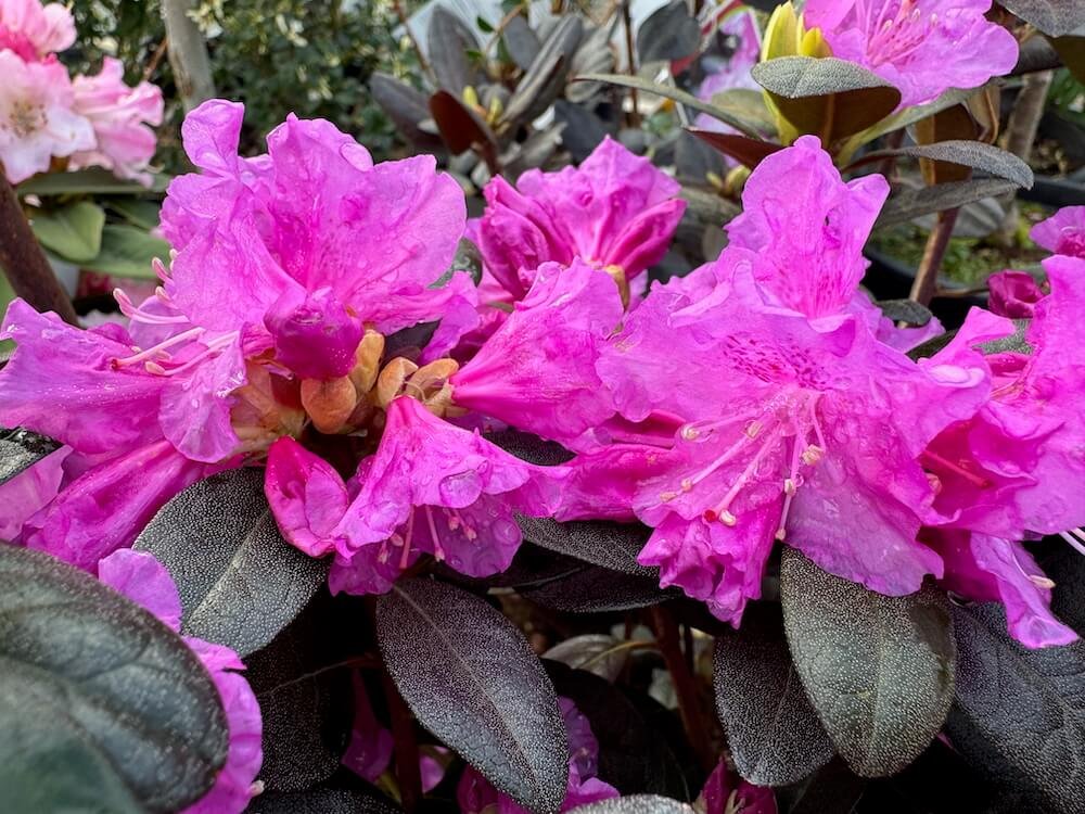 Rhododendron x 'PJM Elite'