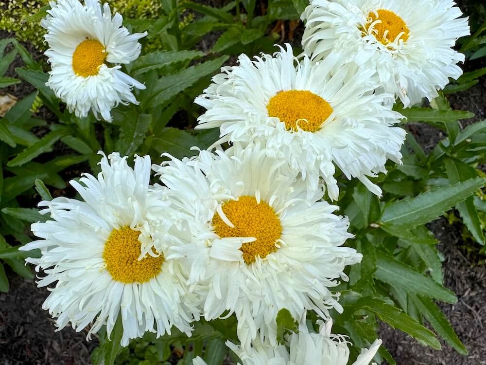Leucanthemum x superbum 'TNLEUBL'