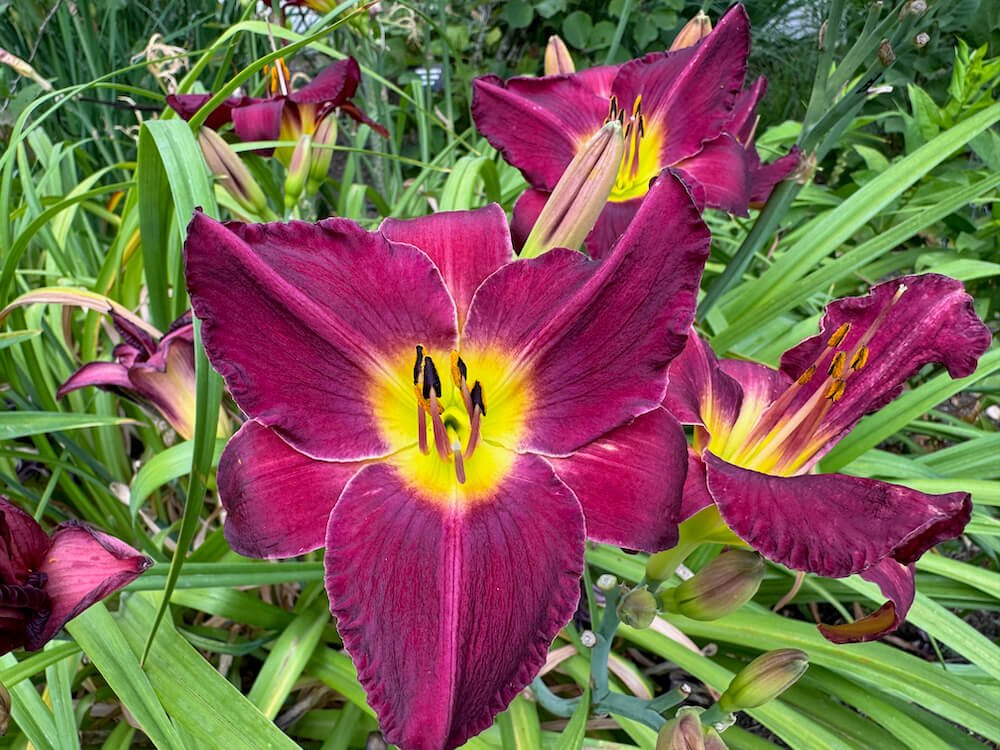 Hemerocallis 'Bela Lugosi'