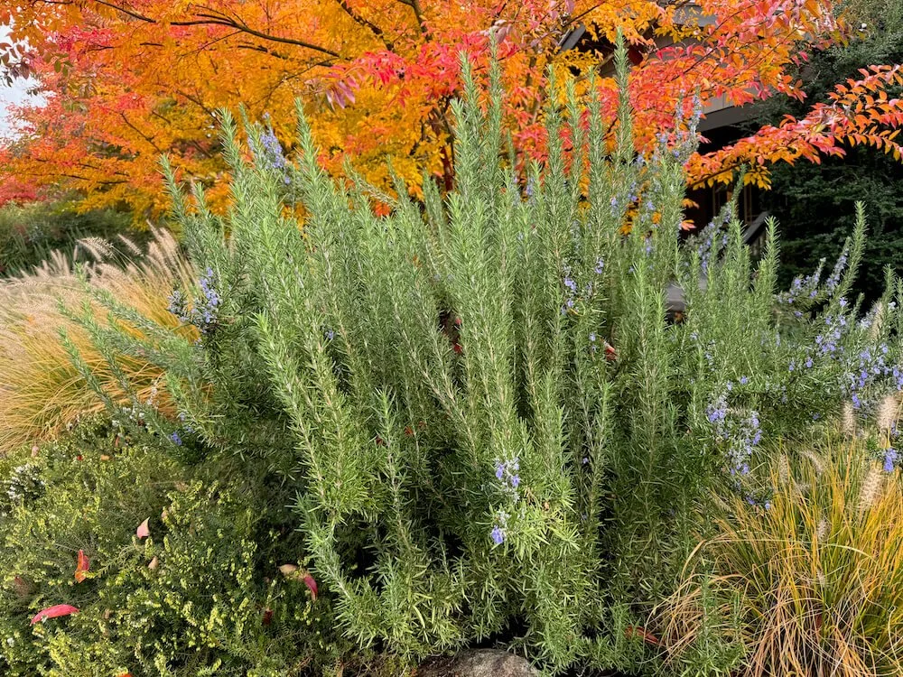 ROSEMARY (Rosmarinus)