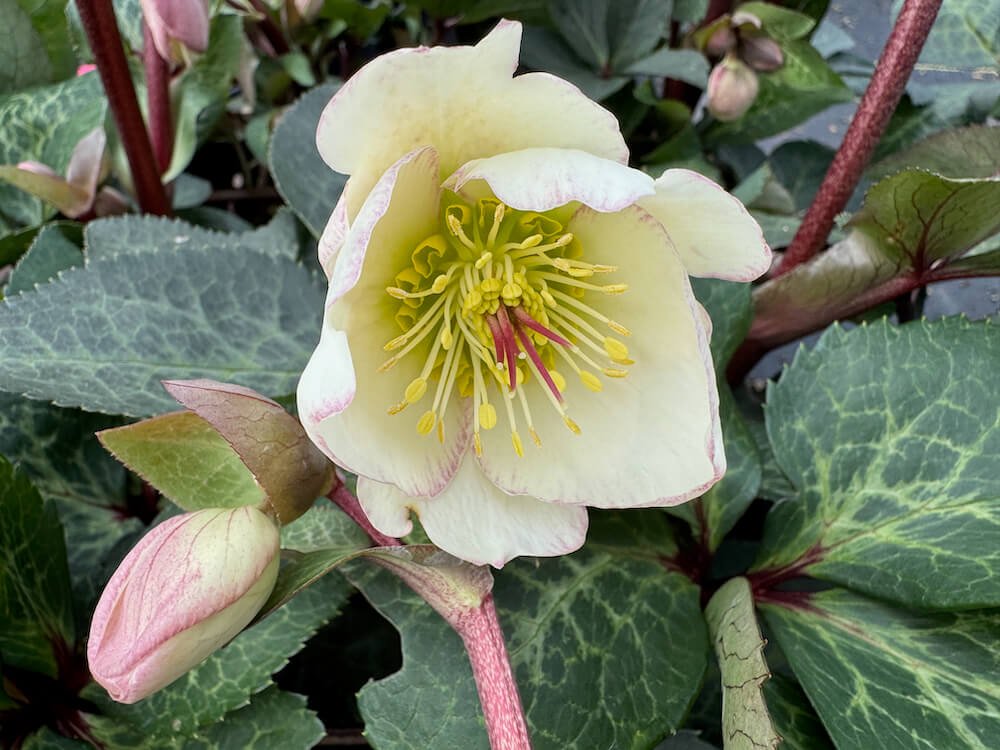 Helleborus x iburgensis 'Moondance'