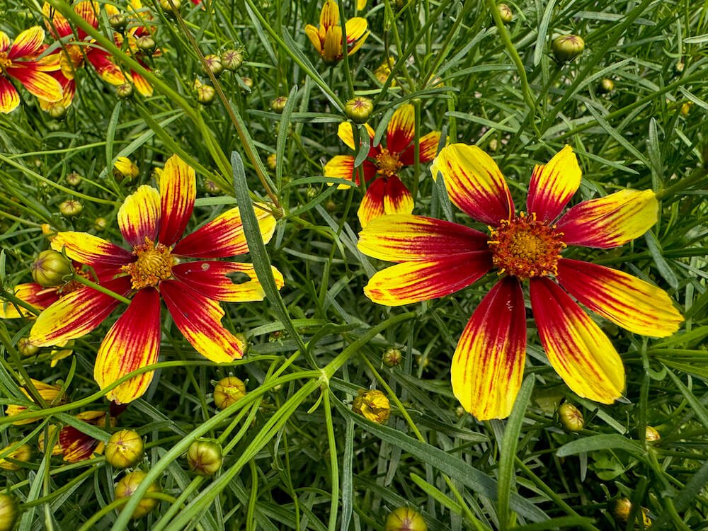 Coreopsis verticillata 'Bengal Tiger'
