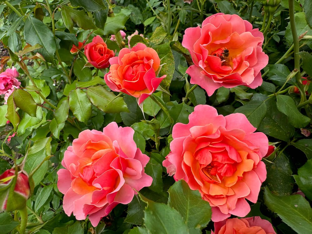 Rosa 'Tequila Supreme'