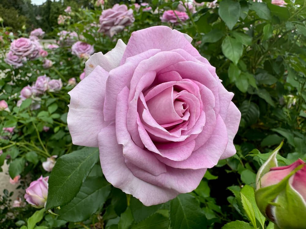 Rosa 'Violet's Pride'