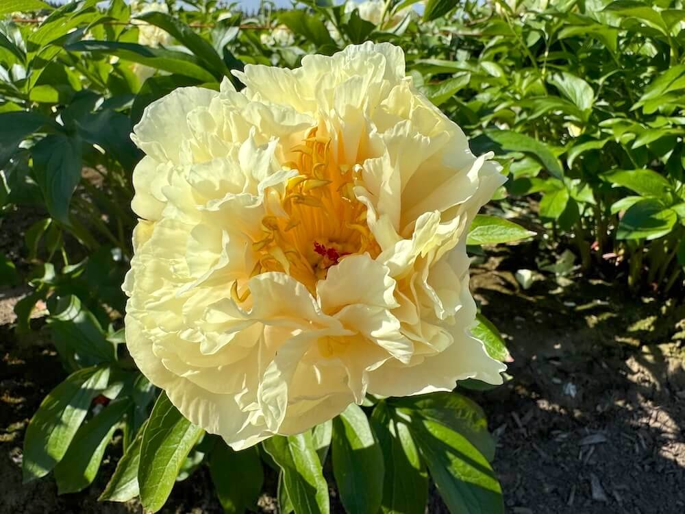 Paeonia lactiflora 'Sunny Girl'