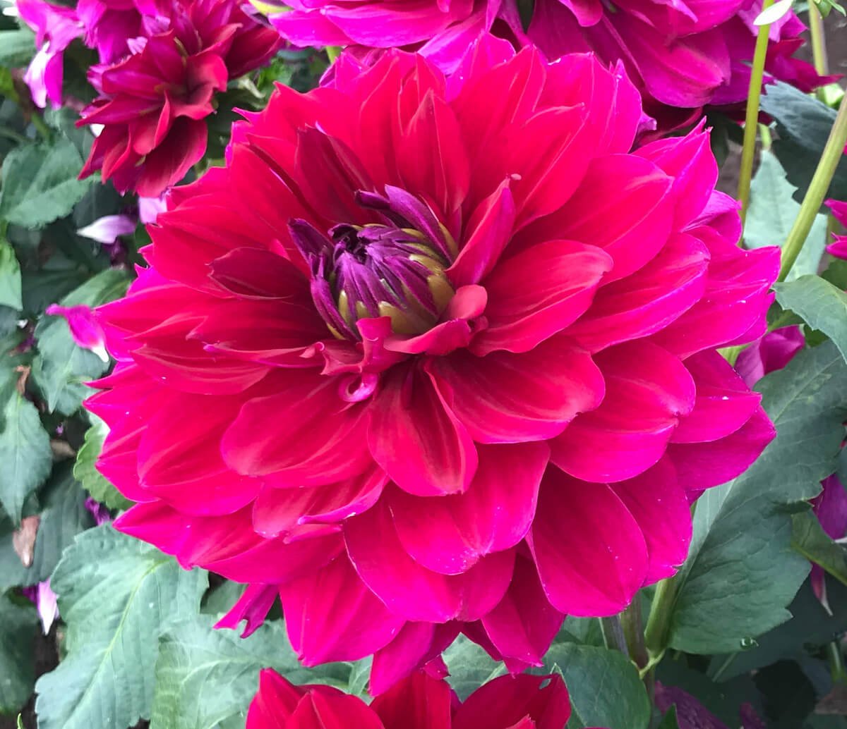 Dahlia 'Fremont's Memory'