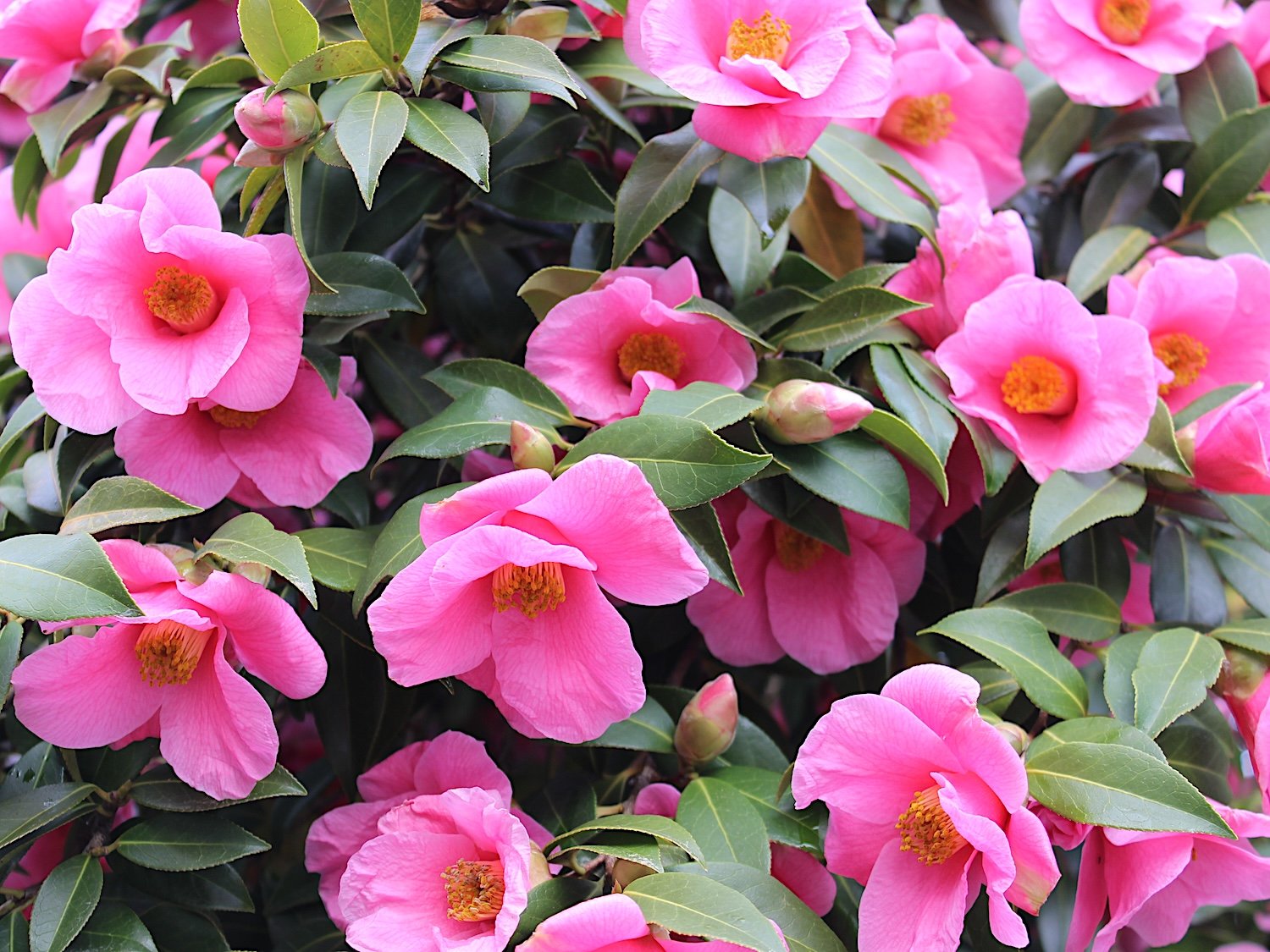 Camellias