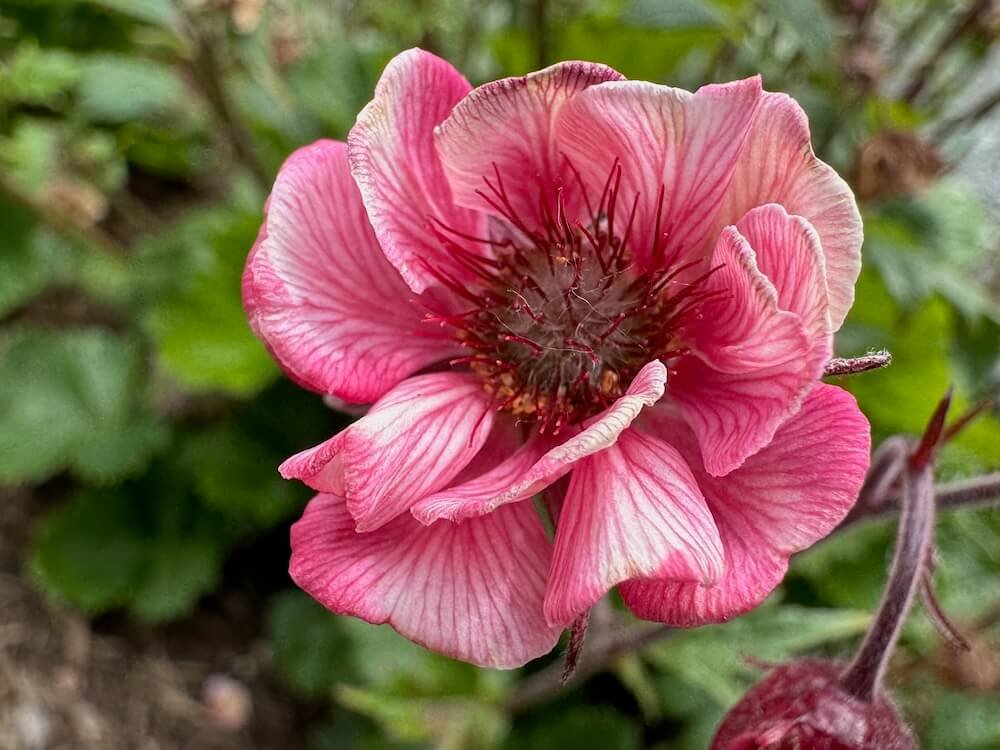 AVENS (Geum)