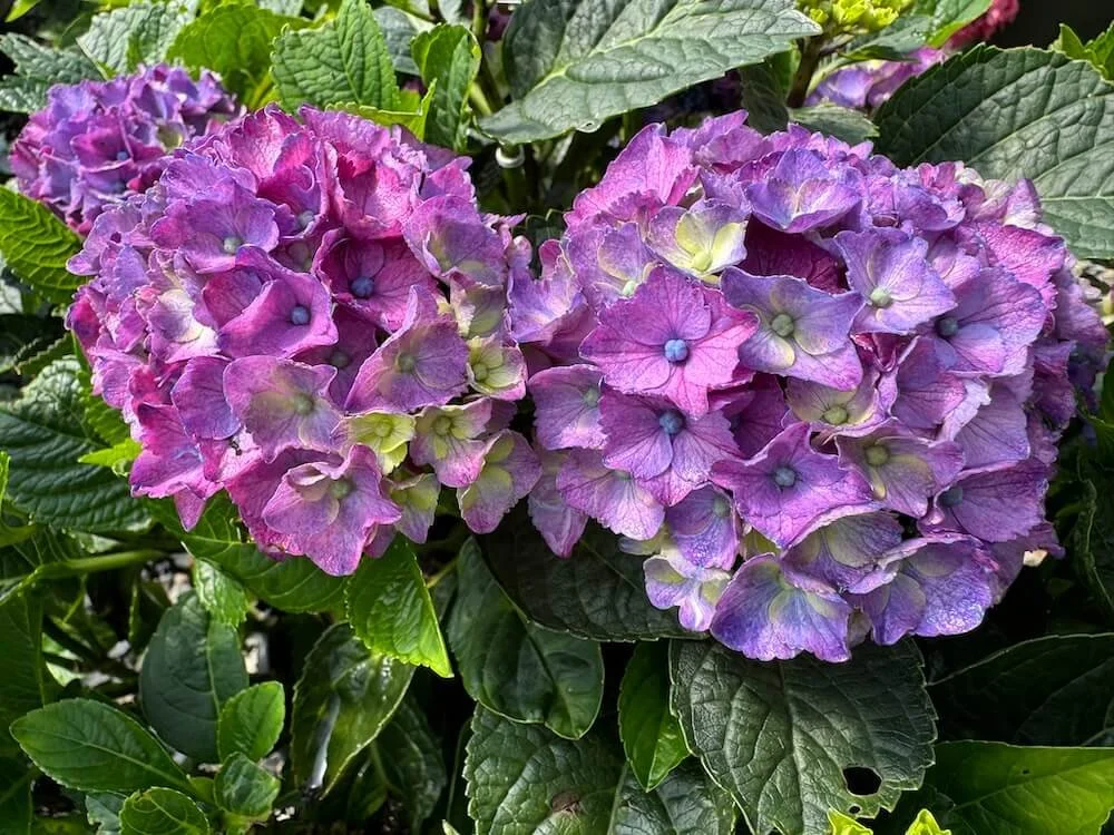 Hydrangea macrophylla 'HORTMANI'