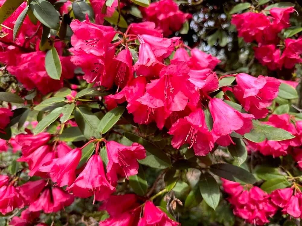 Rhododendron 'Leo Friedman'