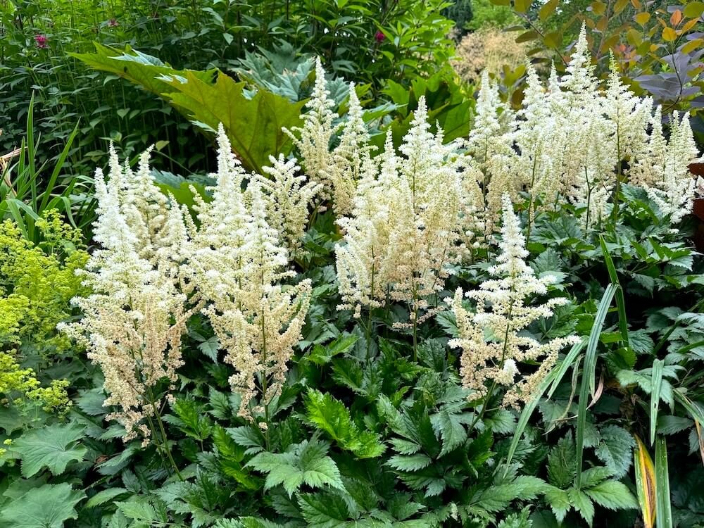Astilbe chinensis 'Vision in White'