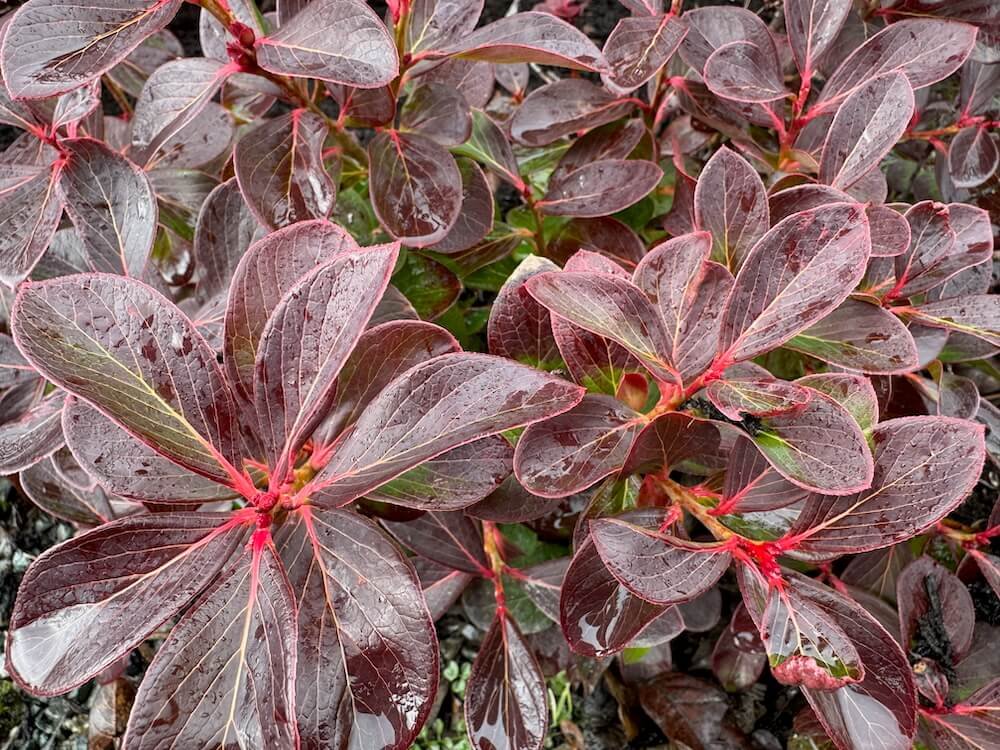 Vaccinium glaucoalbum