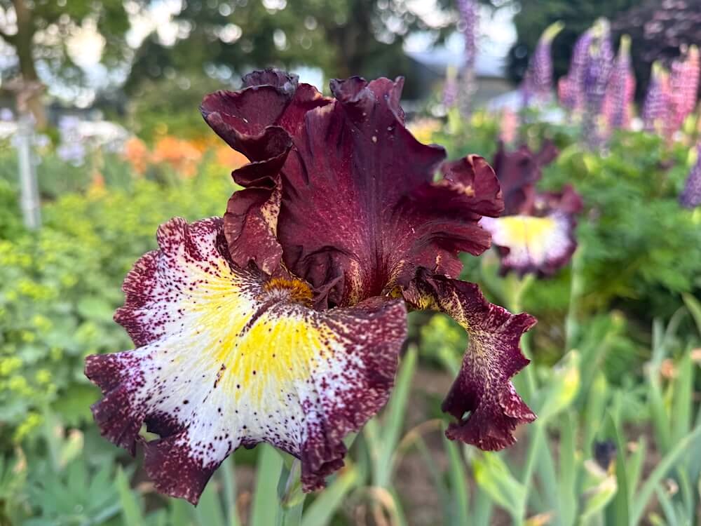 Iris 'Vista Point'