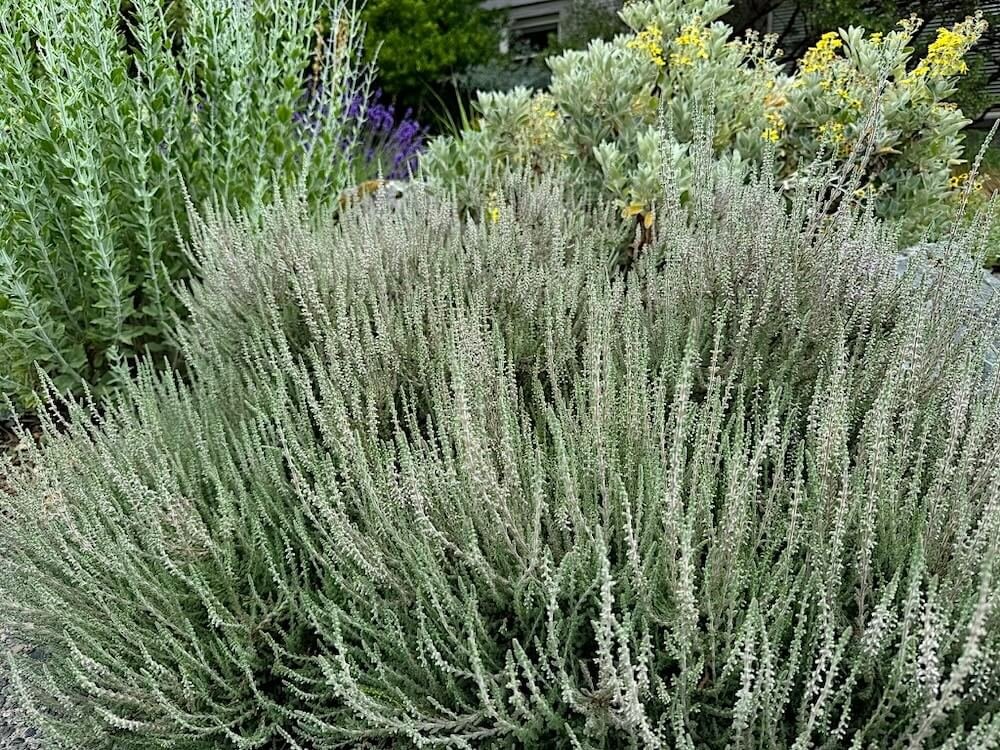 Calluna vulgaris 'Silver Knight'
