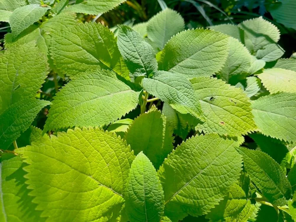 Aralia cordata 'Sun King'