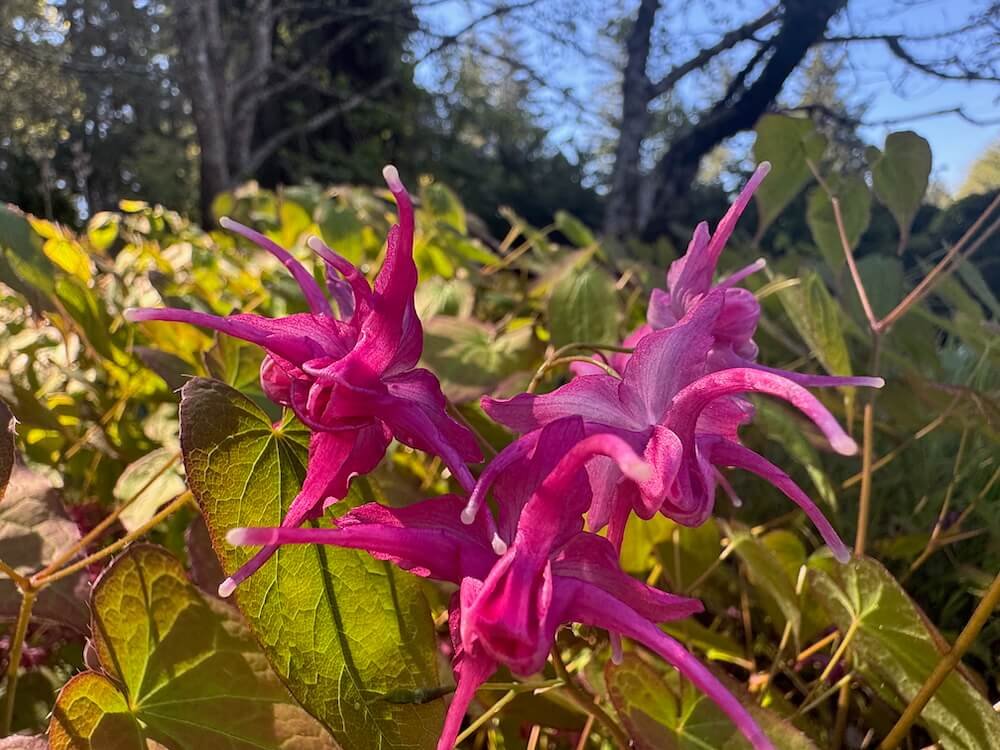 Epimedium grandiflorum 'Red Queen'