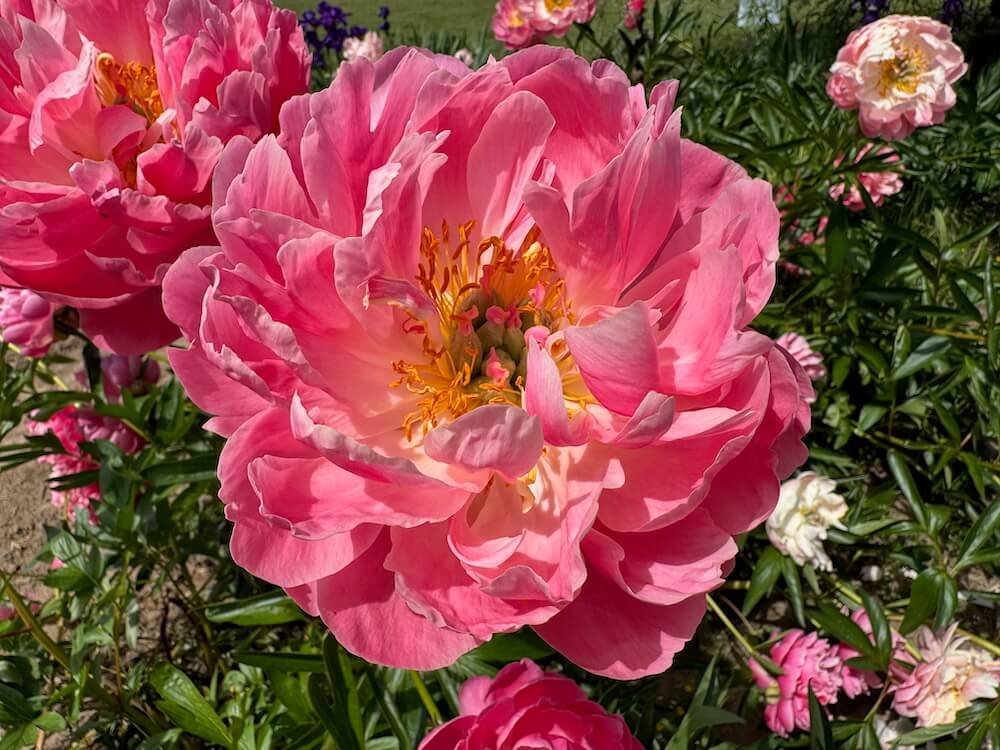 Paeonia x lactiflora 'Coral Supreme'