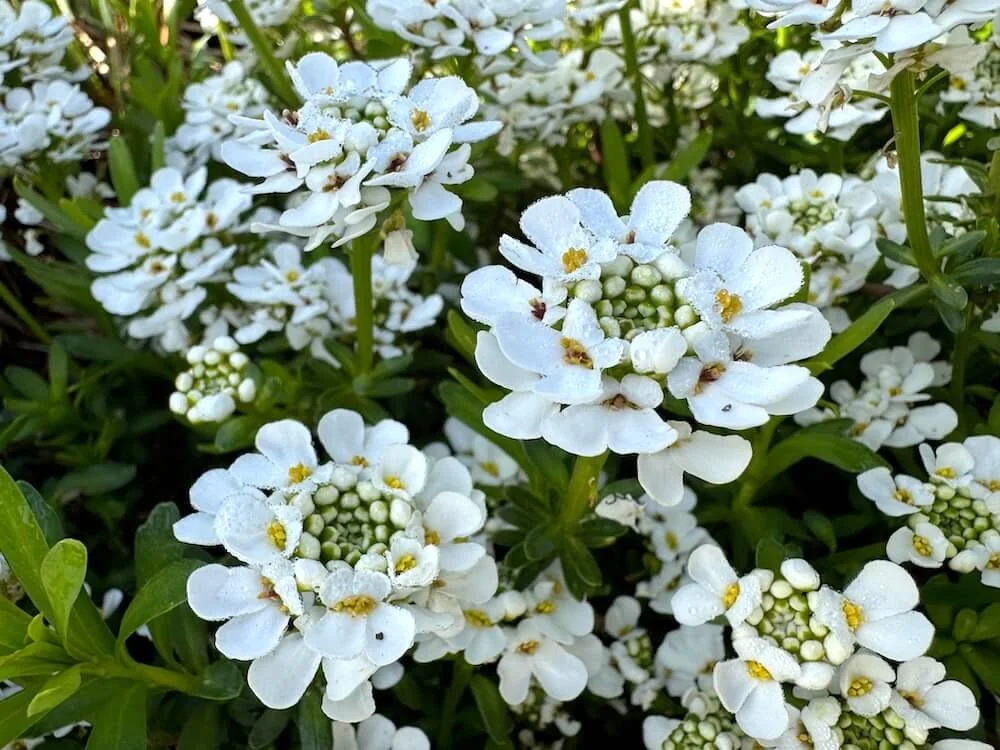 CANDYTUFT (Iberis)
