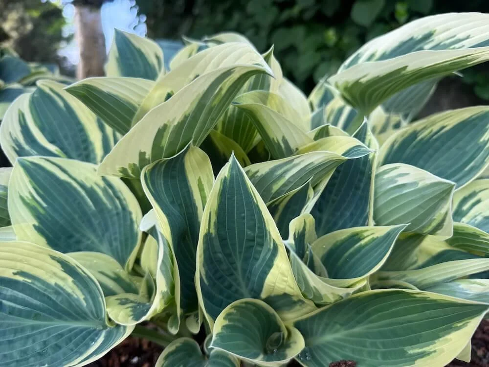 Hostas