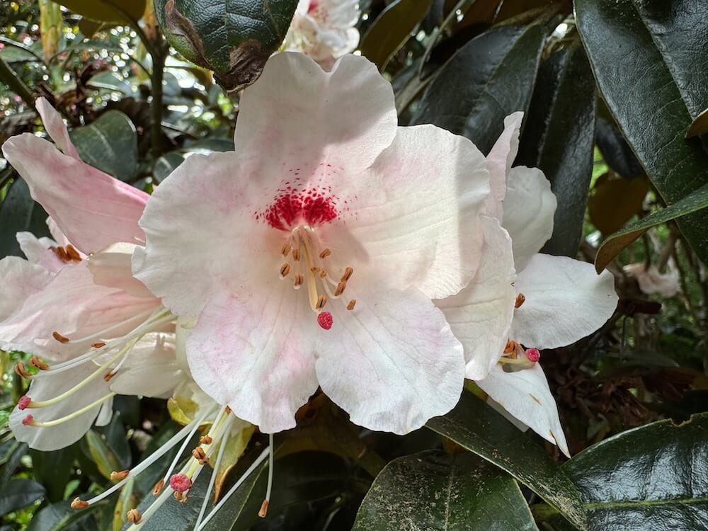 Rhododendron 'Marissa'