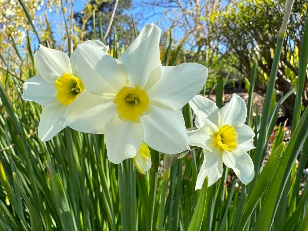 Narcissus 'Lieke'