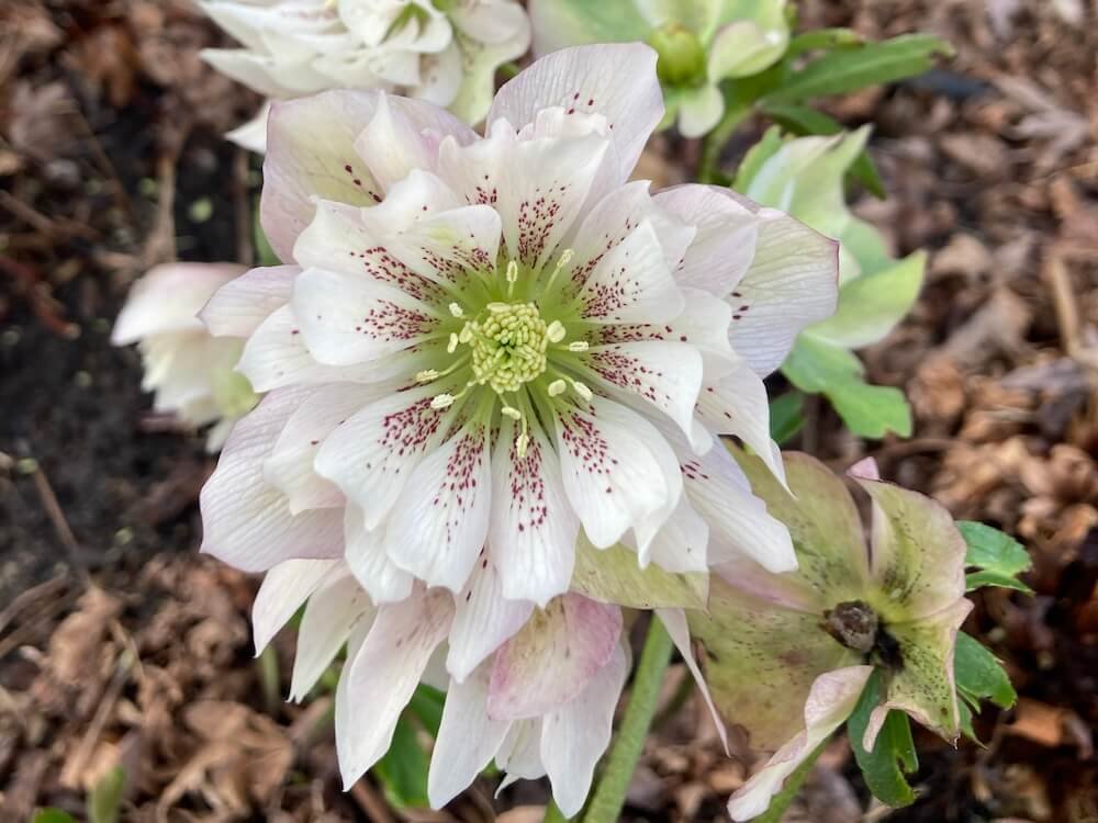 Helleborus x hybridus 'Double White Spotted Mardi Gras'