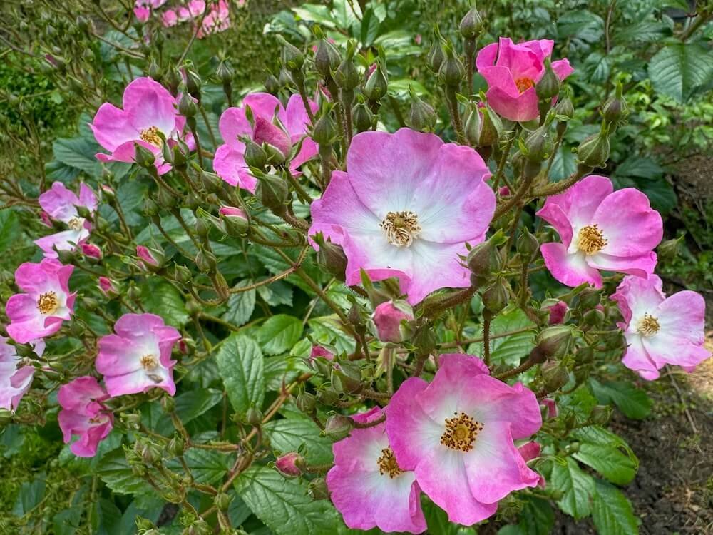 Rosa 'Ballerina'