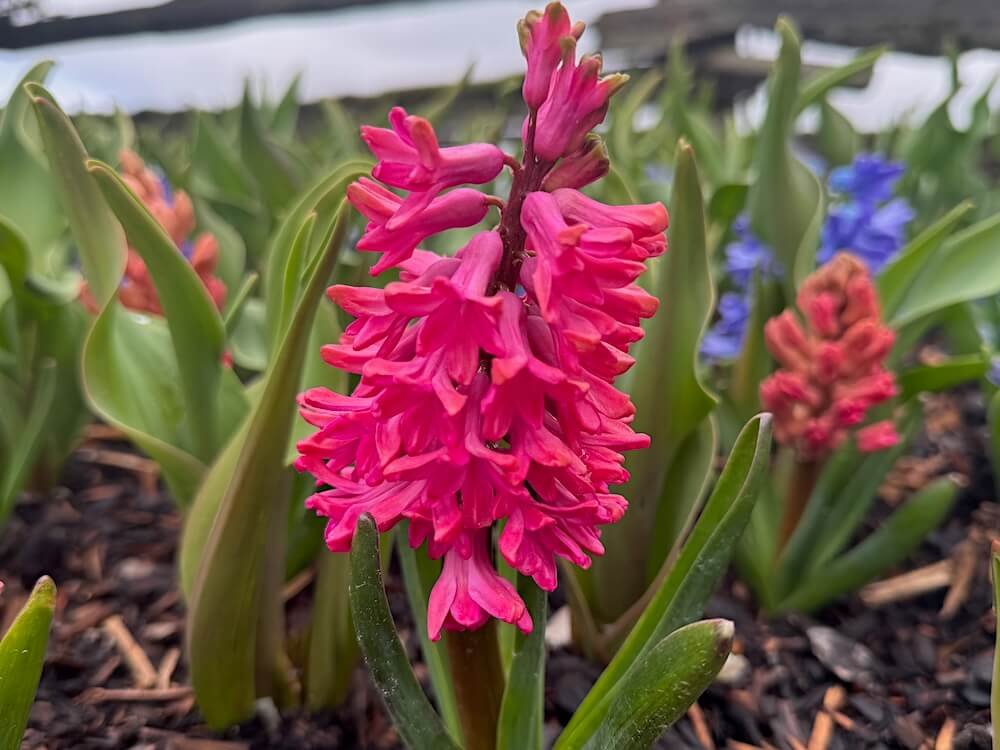 Hyacinthus orientalis 'Woodstock'
