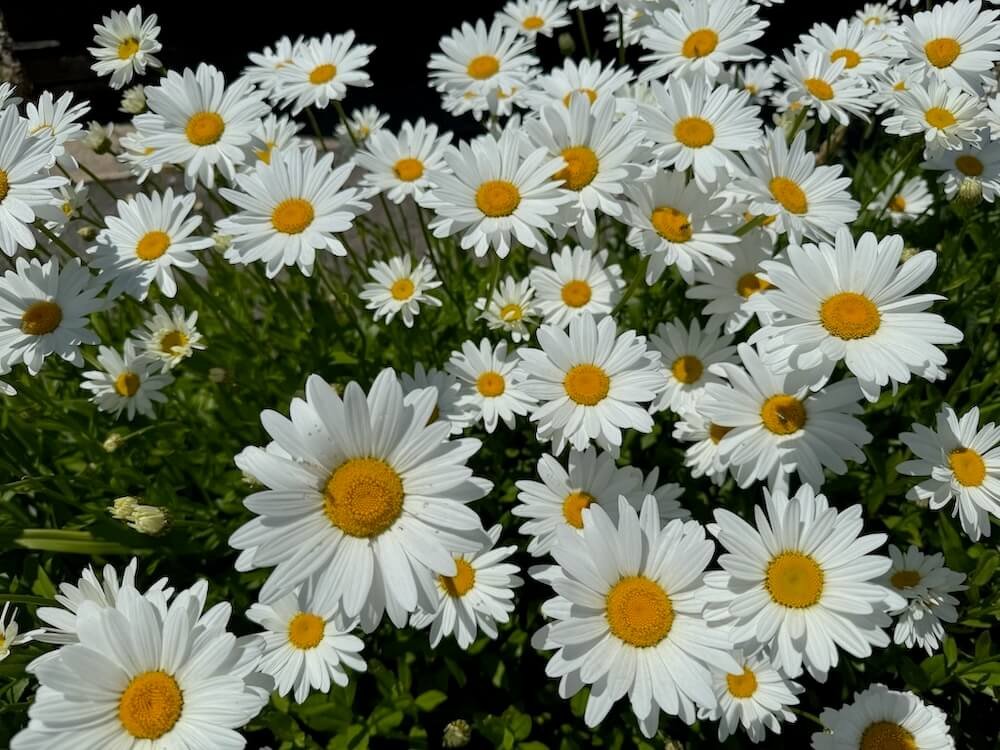 Leucanthemum x superbum