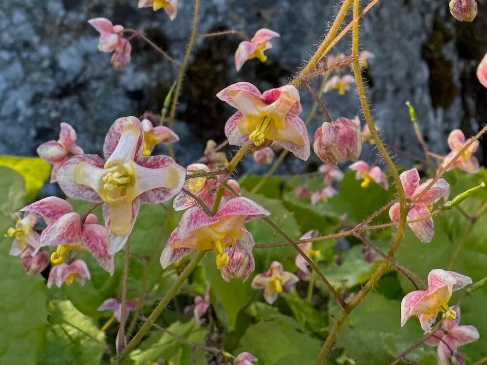 BARRENWORT (Epimedium)