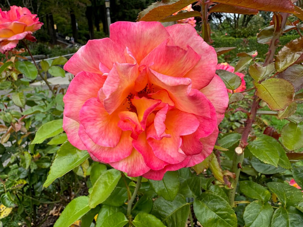 Rosa 'Sheila's Perfume'