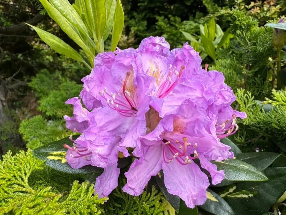 Rhododendron x 'Goldflimmer'