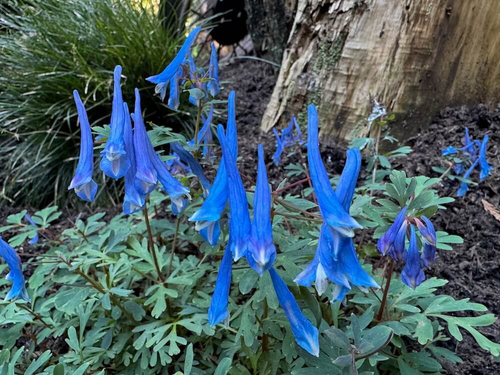 Corydalis curviflora subsp. rosthornii 'Blue Heron'
