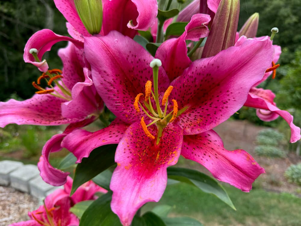 Lilium orientalis 'One Love'
