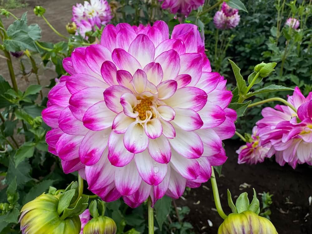 Dahlia 'Magically Dun'