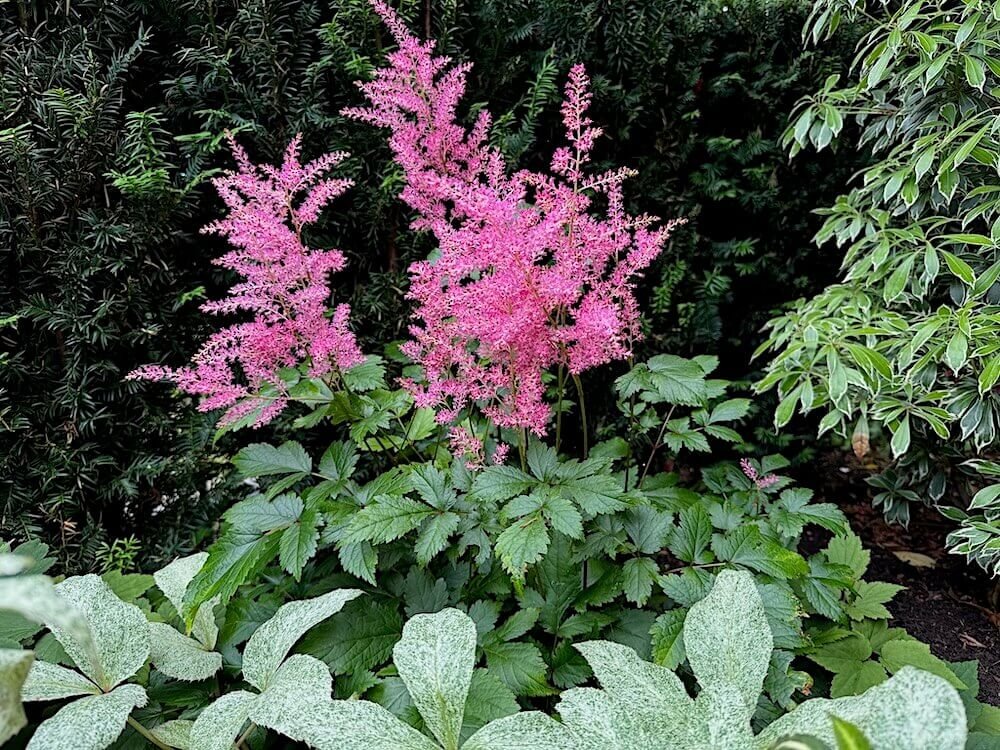 Astilbe x arendsii 'Rheinland'